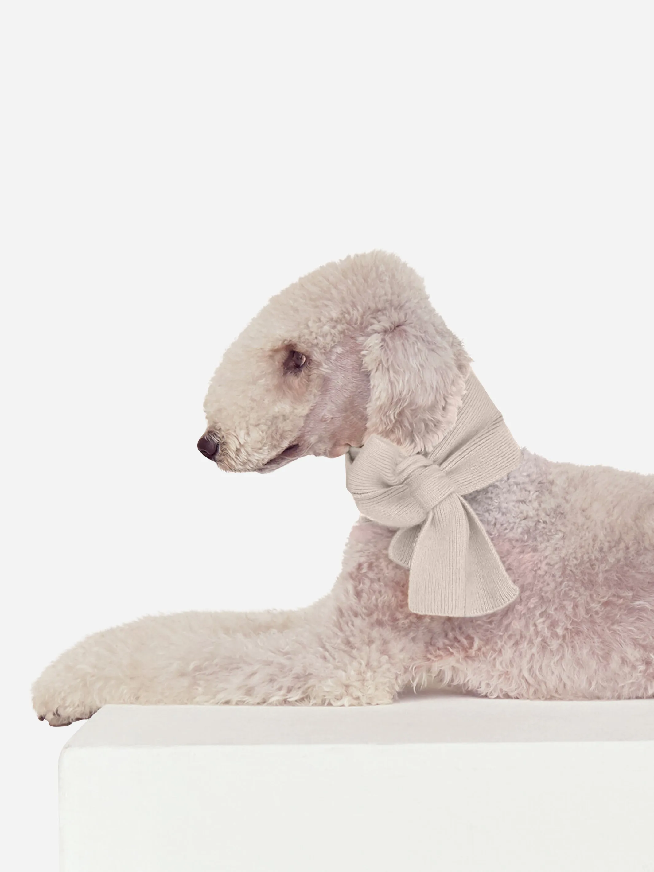 DOG SCARF IVORY